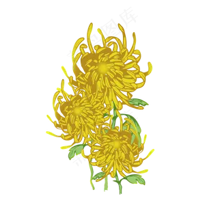 重阳节小清新菊花