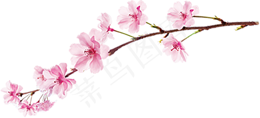 樱花开花植物免扣png 