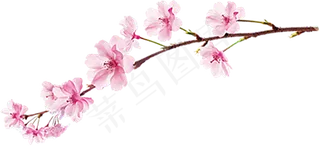 樱花开花植物免扣png 