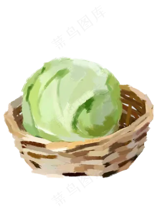 本地包心菜蔬菜