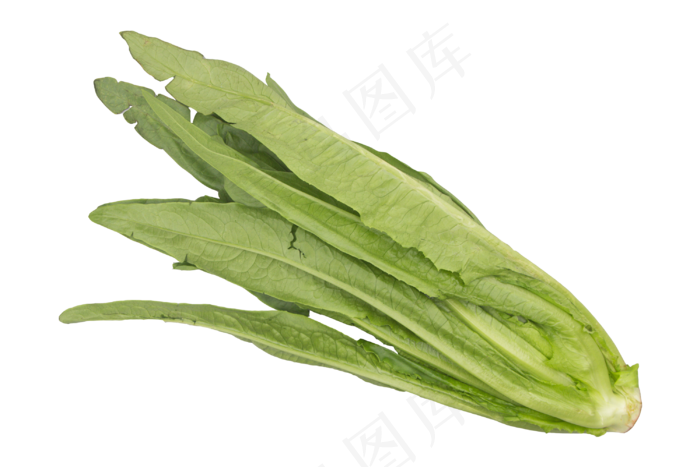 绿色蔬菜油麦菜(3000*2000px 300 dpi )