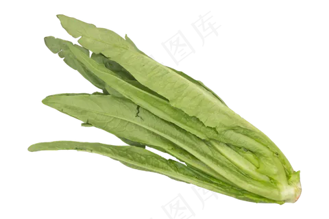 绿色蔬菜油麦菜