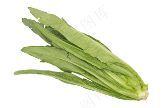 绿色蔬菜油麦菜