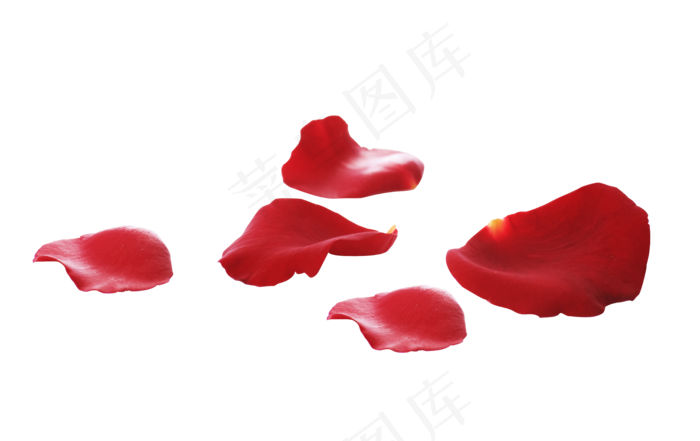 零落的花瓣元素