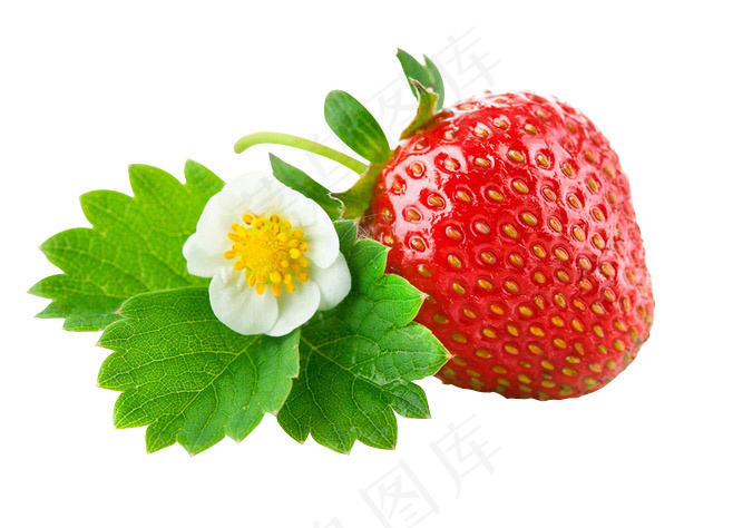 草莓 水果
