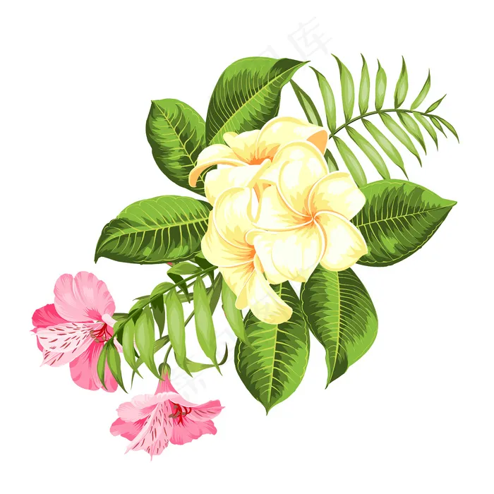 白色背景上的热带花。矢量插图。eps,ai矢量模版下载