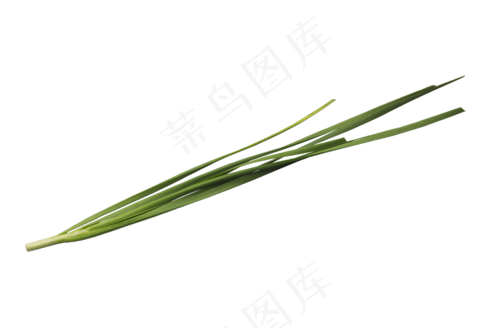 一根绿色韭菜(3000*2000px 300 dpi )