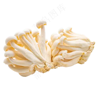 蔬菜菌菇 蔬菜菌菇