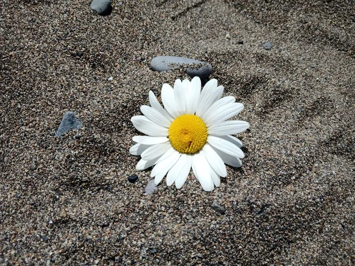 沙滩上的花 沙滩上的花