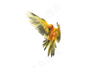 免扣素材动物鹦鹉元素