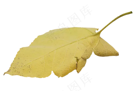 黄色落叶秋天树叶