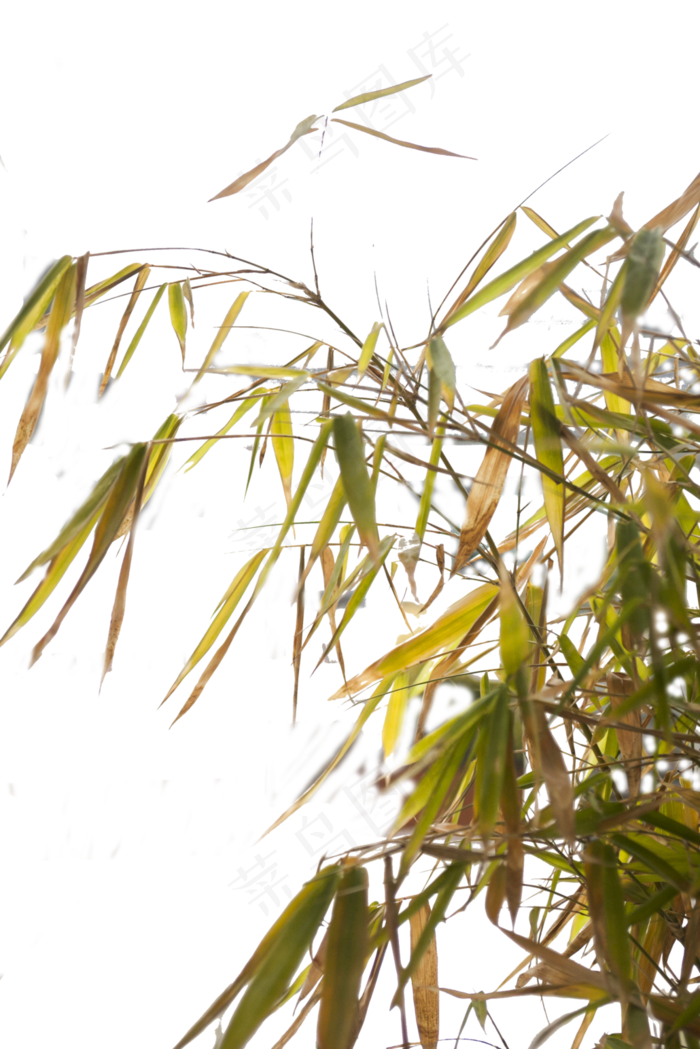 秋天的树叶有点泛黄