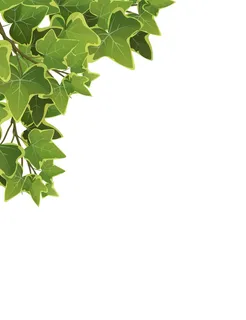 卡通常春藤植物叶子和树枝在白色背景