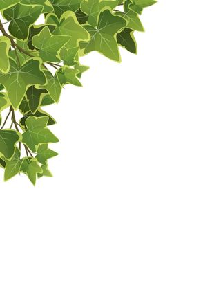 卡通常春藤植物叶子和树枝在白色背景