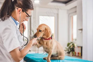 兽医检查犬