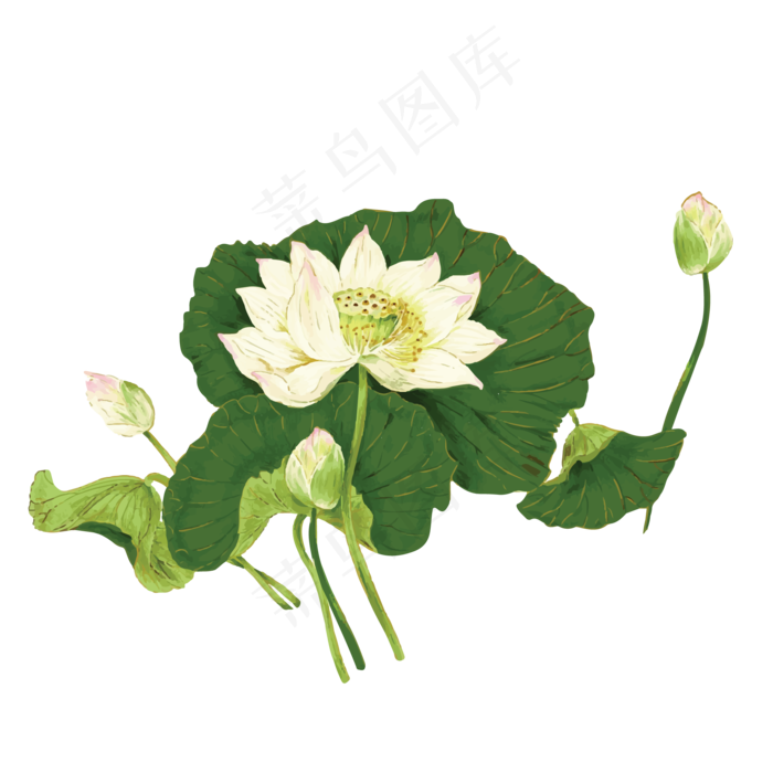 池塘中的白色莲花免抠图
