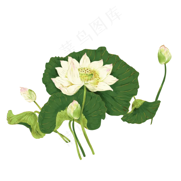 池塘中的白色莲花免抠图