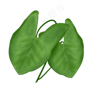 两片热带植物叶子免抠插图