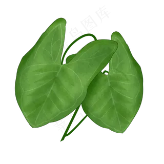 两片热带植物叶子免抠插图 两片热带植物叶子免抠插图