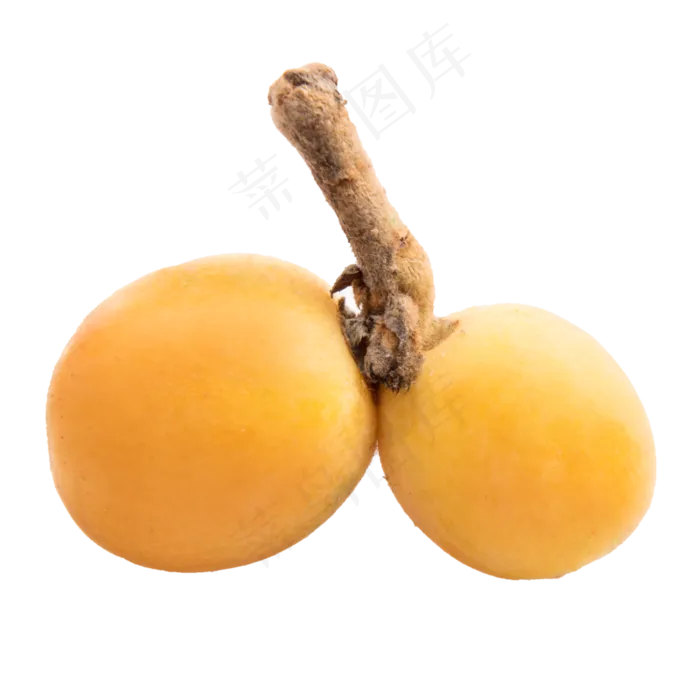 黄色枇杷(718X554(DPI:72))