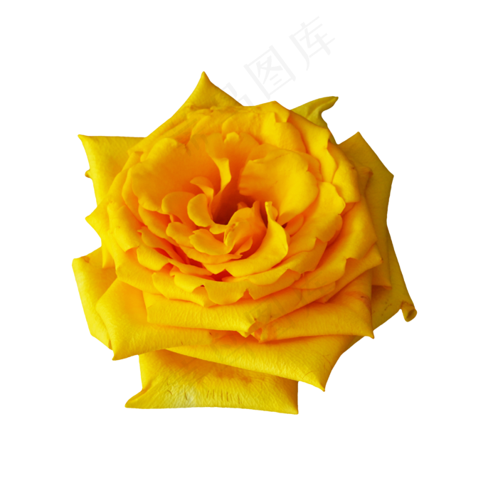 黄色玫瑰花鲜花,免抠元素(4000*4000px 300 dpi )