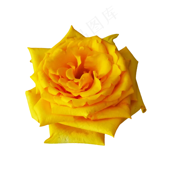 黄色玫瑰花鲜花,免抠元素(4000*4000px 300 dpi )