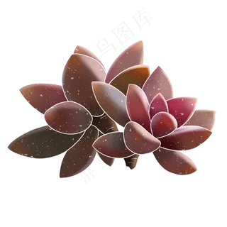 春季水彩植物多肉