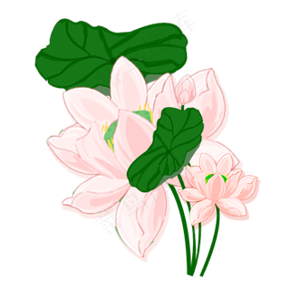 漂亮的荷叶荷花免抠图