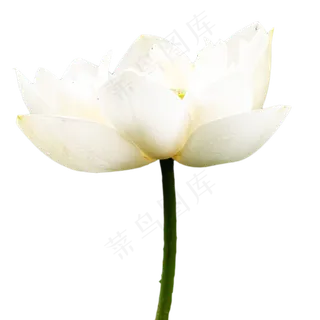 一朵白色荷花