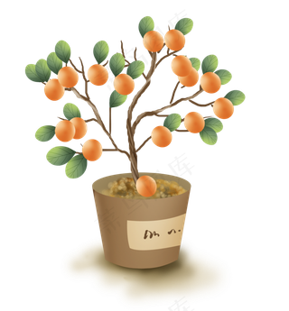 家庭观赏金钱橘盆栽