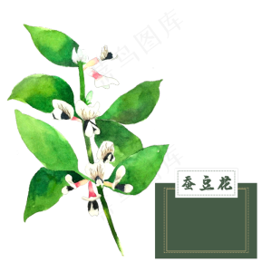 花类中草药胡豆蚕豆花水彩