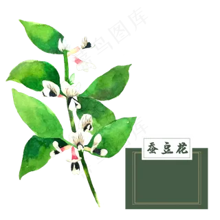 花类中草药胡豆蚕豆花水彩
