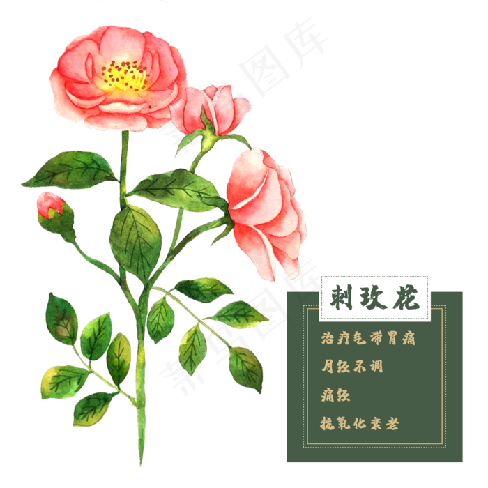 花类中草药野蔷薇玫瑰刺玫春夏花(2500X2500(DPI:300))psd模版下载