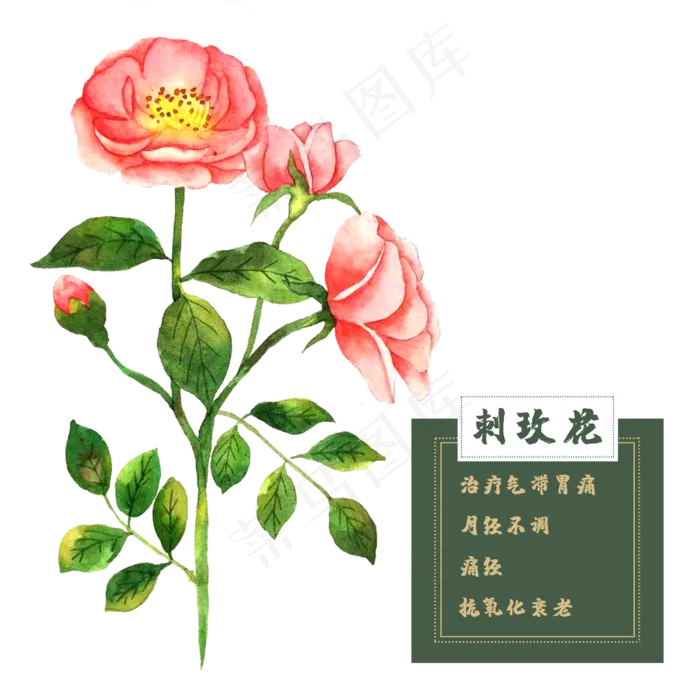 花类中草药野蔷薇玫瑰刺玫春夏花(2500X2500(DPI:300))psd模版下载