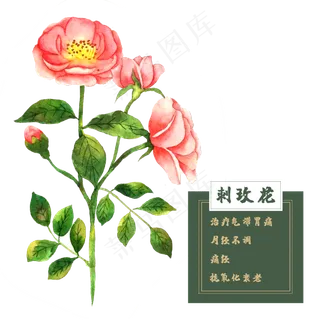 花类中草药野蔷薇玫瑰刺玫春夏花