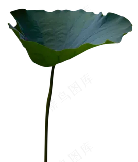 荷叶绿色 荷叶绿色