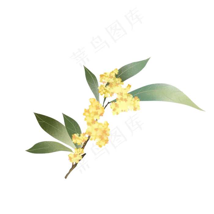 桂花植物花枝