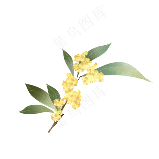 桂花植物花枝
