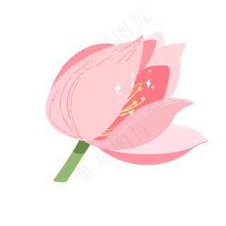 夏天荷塘粉色荷花