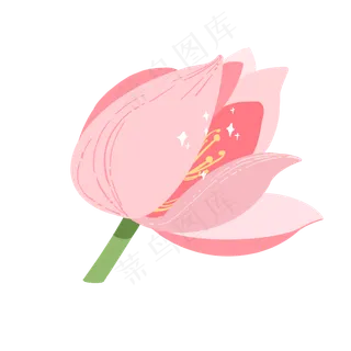 夏天荷塘粉色荷花