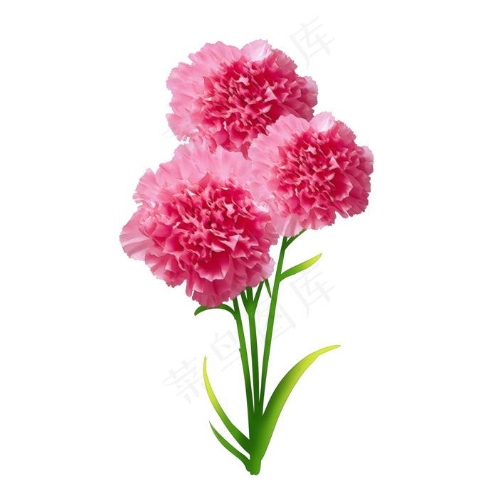 母亲节红色康乃馨水彩手绘插画P