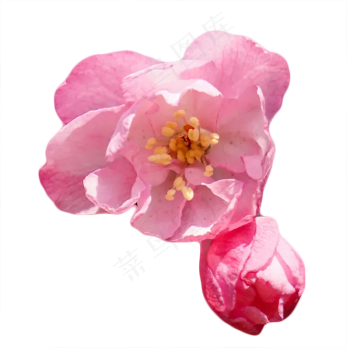 粉色桃花,免抠元素(800X803(DPI:350))psd模版下载