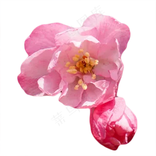 粉色桃花,免抠元素