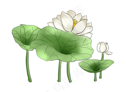 夏季节气荷花荷叶