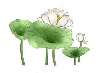 夏季节气荷花荷叶