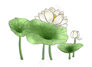 夏季节气荷花荷叶