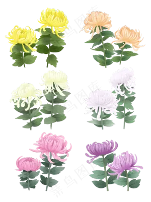 手绘花鲜花素材菊花秋菊
