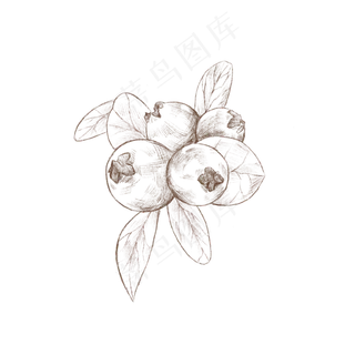 手绘风格矢量卡通蔓越莓
