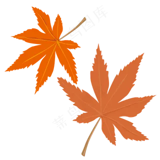 枫叶立秋节气,免抠元素