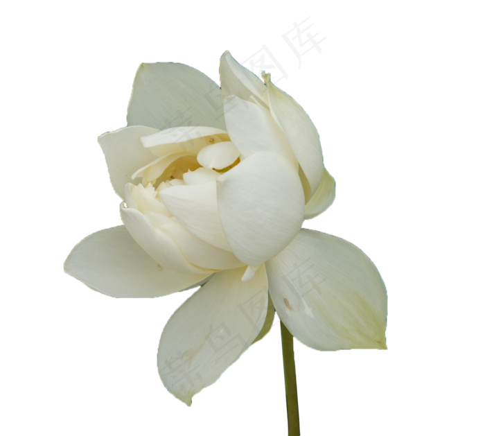 盛开的白色荷花(1268X1140(DPI:300))psd模版下载